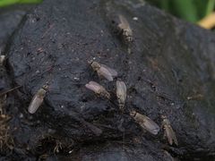 Lasiomma seminitidum