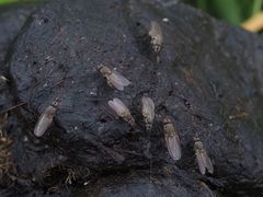 Lasiomma seminitidum