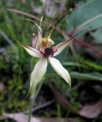 Caladenia macrostylis