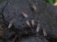 Lasiomma seminitidum