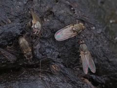 Lasiomma seminitidum