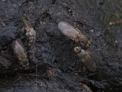 Lasiomma seminitidum