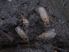 Lasiomma seminitidum