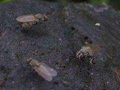 Lasiomma seminitidum