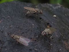 Lasiomma seminitidum