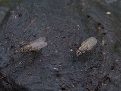 Lasiomma seminitidum