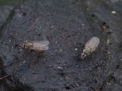 Lasiomma seminitidum