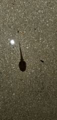 Osteopilus septentrionalis