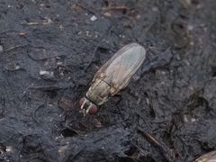 Lasiomma seminitidum