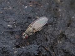 Lasiomma seminitidum