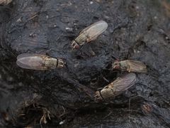 Lasiomma seminitidum