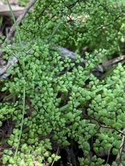 Adiantopsis dichotoma