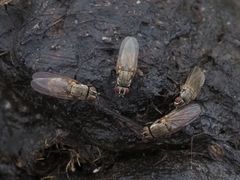 Lasiomma seminitidum