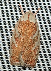 Euchaetis rhizobola