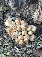 Candolleomyces candolleanus