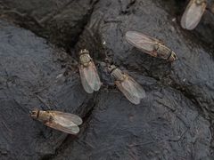 Lasiomma seminitidum