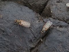 Lasiomma seminitidum