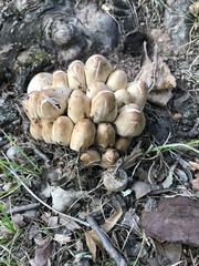 Candolleomyces candolleanus