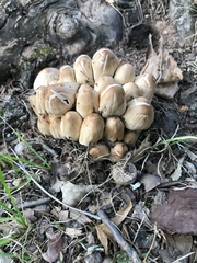 Candolleomyces candolleanus