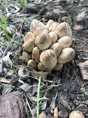 Candolleomyces candolleanus