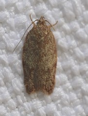 Garrha atoecha
