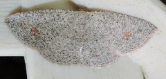 Casbia impressaria