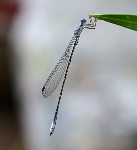 Labidiosticta vallisi (Fraser, 1955)