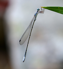 Labidiosticta vallisi