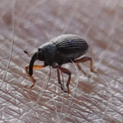 Ceutorhynchini