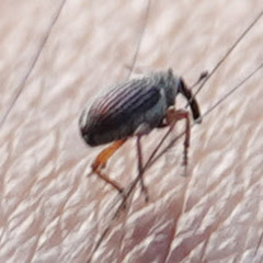 Ceutorhynchini
