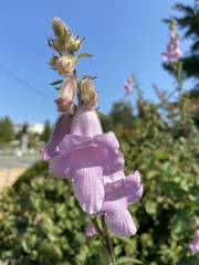 Pedaliaceae