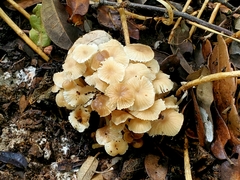 Marasmius wynneae