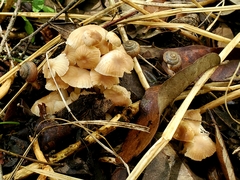 Marasmius wynneae