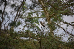 Tchagra australis