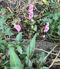 Persicaria