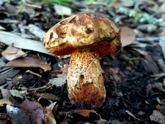 Suillellus hypocarycinus