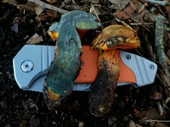 Suillellus hypocarycinus