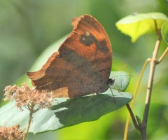 Melanitis leda bankia