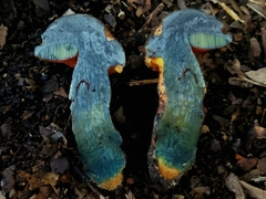 Suillellus hypocarycinus