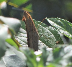 Melanitis leda bankia