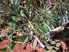 Allagoptera campestris