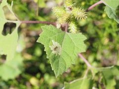 Calycomyza platyptera