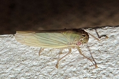 Cofana spectra