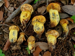 Boletus luridellus