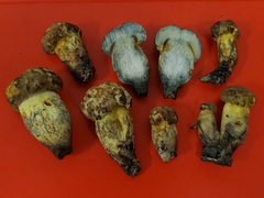 Boletus luridellus