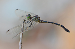 Nannophlebia eludens