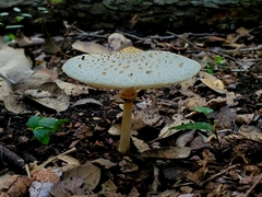 Chlorophyllum hortense