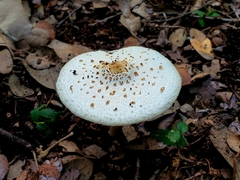 Chlorophyllum hortense
