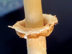 Chlorophyllum hortense