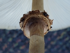 Chlorophyllum hortense